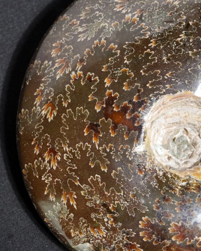 Ammonite Fossil (Cleoniceras) - Cretaceous - Madagascar