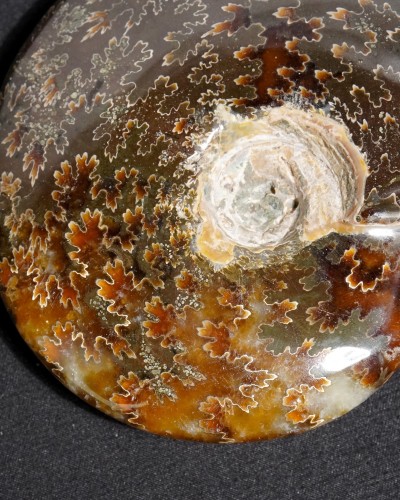 Ammonite Fossil (Cleoniceras) - Cretaceous - Madagascar