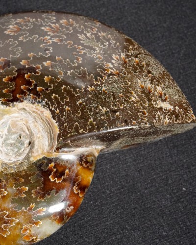 Ammonite Fossil (Cleoniceras) - Cretaceous - Madagascar