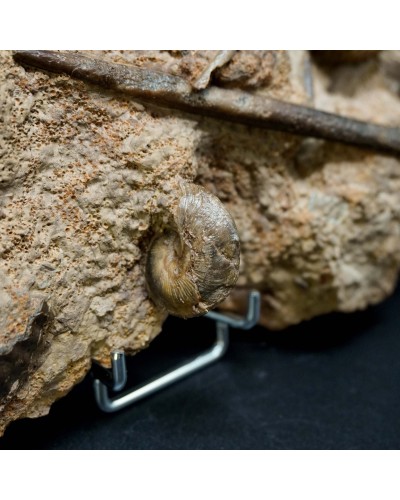 Parkinsonia parkinsoni - Jurassic