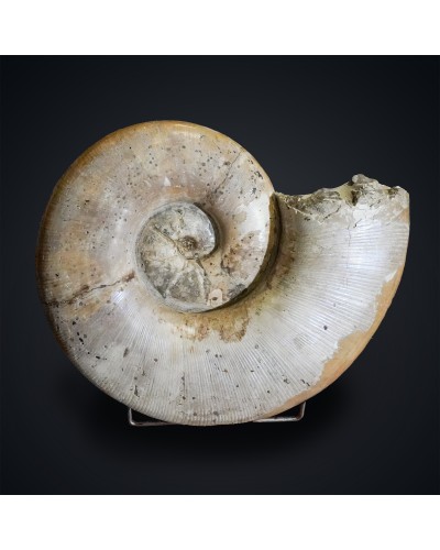 Lytoceras sp. - Cretaceo