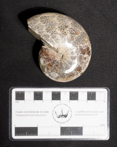 Ammoniti Fossili (Phylloceras) - Cretacico - Madagascar