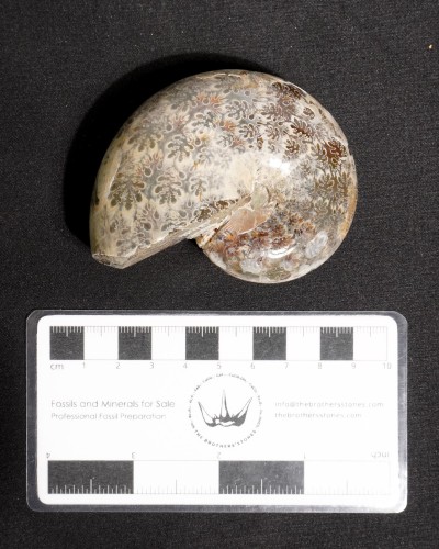 Ammonite Fossil (Phylloceras) - Cretaceous - Madagascar