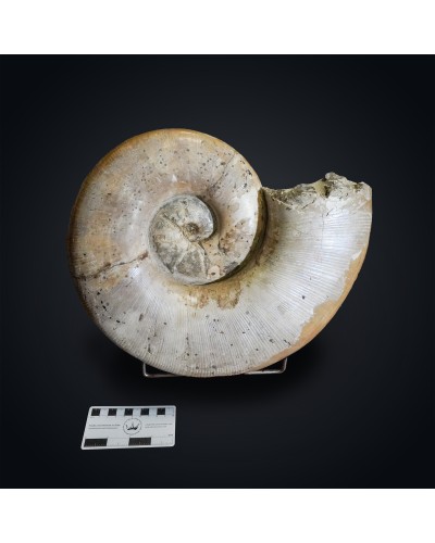 Lytoceras sp. - Cretaceo