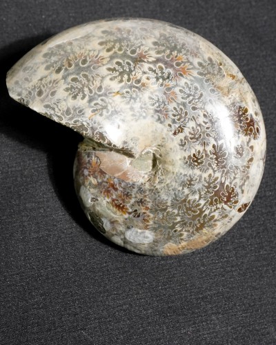 Ammonite Fossil (Phylloceras) - Cretaceous - Madagascar