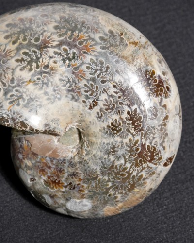 Ammonite Fossil (Phylloceras) - Cretaceous - Madagascar