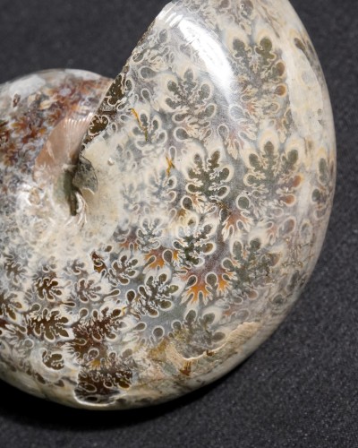 Ammonite Fossil (Phylloceras) - Cretaceous - Madagascar