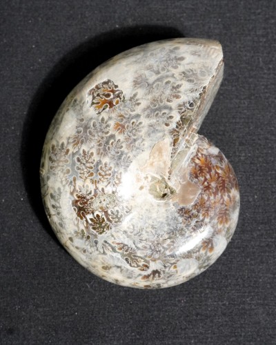 Ammonite Fossil (Phylloceras) - Cretaceous - Madagascar