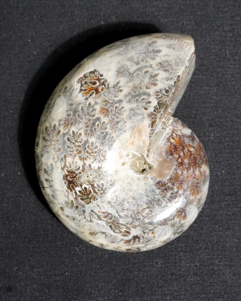 Ammoniti Fossili (Phylloceras) - Cretacico - Madagascar