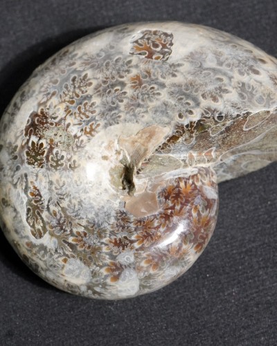 Ammonite Fossil (Phylloceras) - Cretaceous - Madagascar