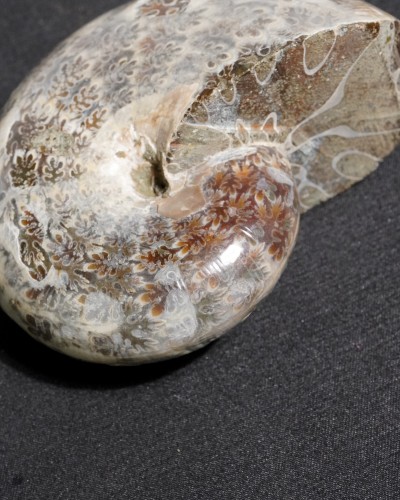 Ammoniti Fossili (Phylloceras) - Cretacico - Madagascar