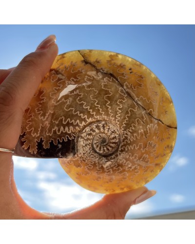Ammoniti Fossili (Cleoniceras) - Cretacico - Madagascar