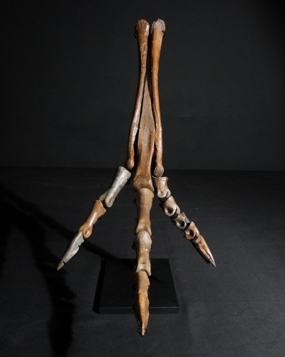 Ornithomimus – Museum-Quality Fossil - Cretaceous - Judith River FMT