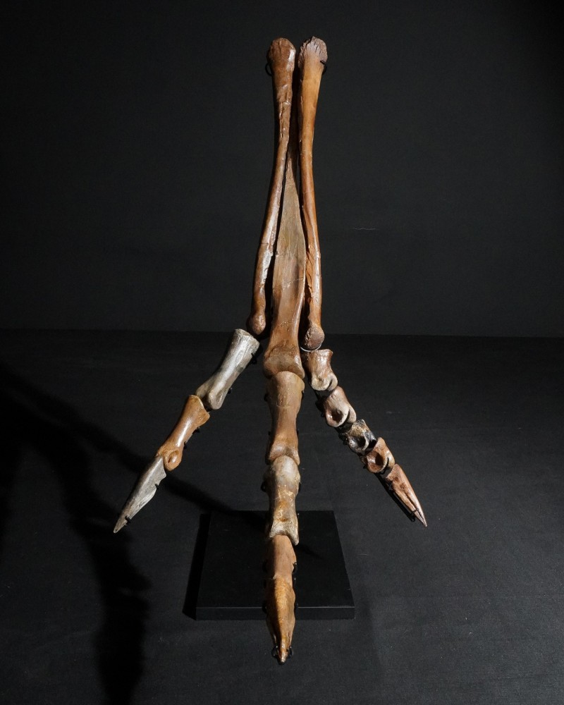Ornithomimus – Museum-Quality Fossil - Cretaceous - Judith River FMT