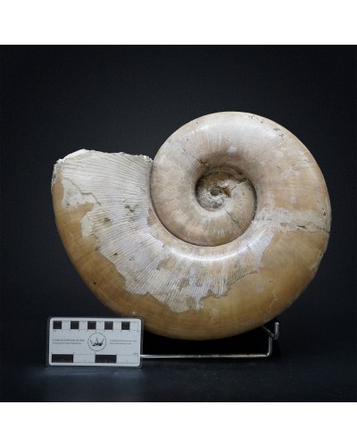 Lytoceras sp. - Cretaceo