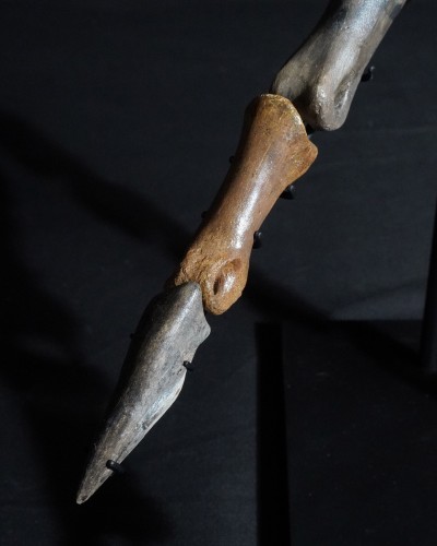 Ornithomimus – Museum-Quality Fossil - Cretaceous - Judith River FMT