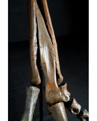 Ornithomimus – Museum-Quality Fossil - Cretaceous - Judith River FMT
