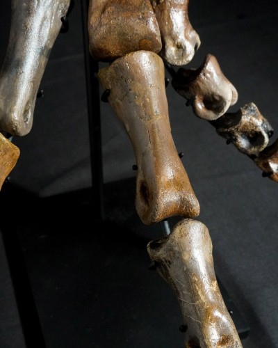Ornithomimus – Museum-Quality Fossil - Cretaceous - Judith River FMT