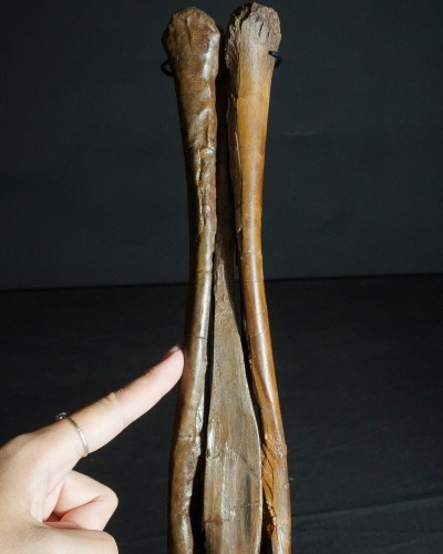 Ornithomimus – Museum-Quality Fossil - Cretaceous - Judith River FMT
