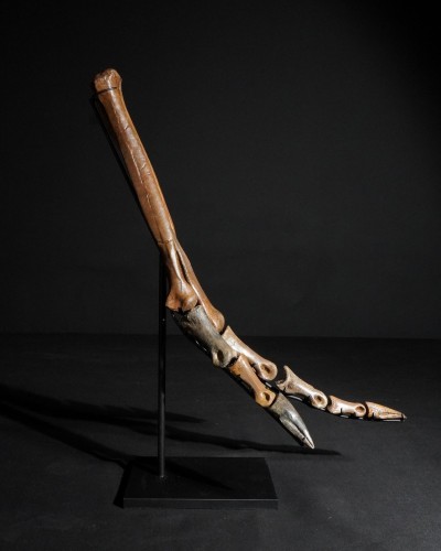 Ornithomimus – Museum-Quality Fossil - Cretaceous - Judith River FMT