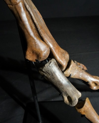 Ornithomimus – Museum-Quality Fossil - Cretaceous - Judith River FMT