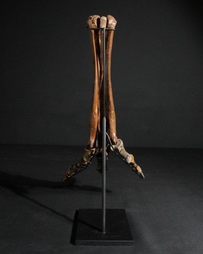 Ornithomimus – Museum-Quality Fossil - Cretaceous - Judith River FMT