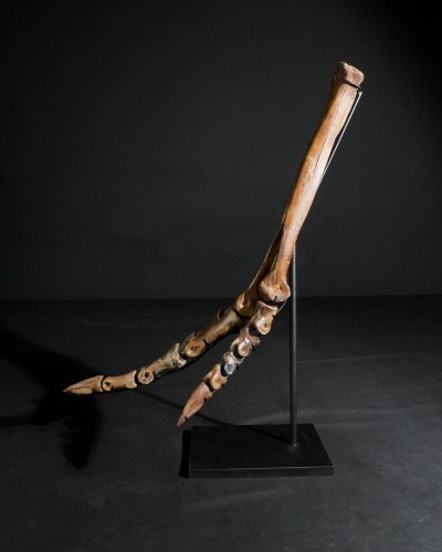Ornithomimus – Museum-Quality Fossil - Cretaceous - Judith River FMT