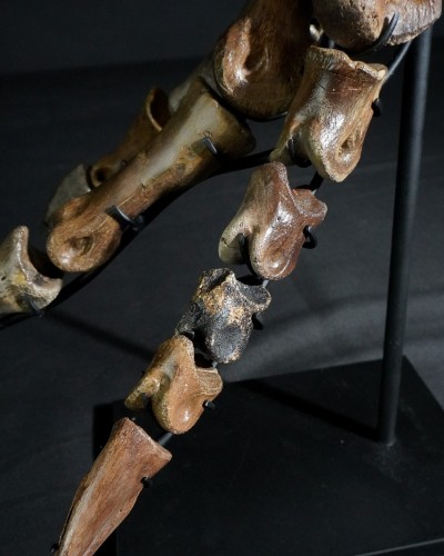 Ornithomimus – Museum-Quality Fossil - Cretaceous - Judith River FMT