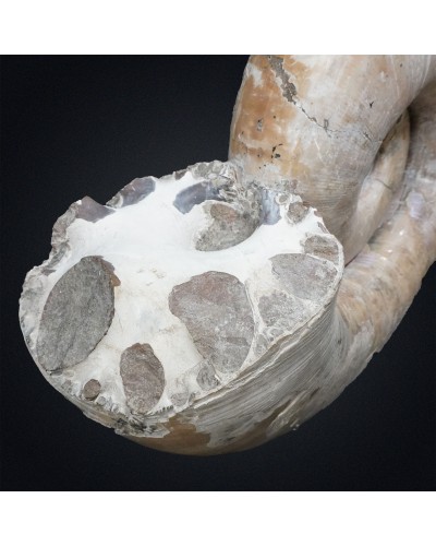 Lytoceras sp. - Cretaceo