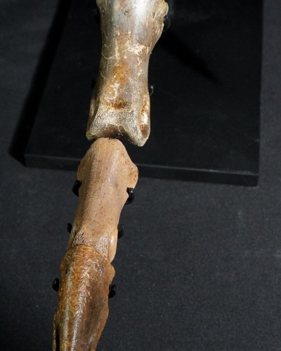Ornithomimus – Museum-Quality Fossil - Cretaceous - Judith River FMT