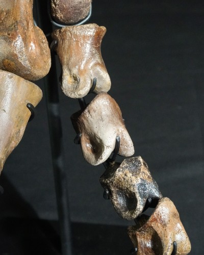 Ornithomimus – Museum-Quality Fossil - Cretaceous - Judith River FMT