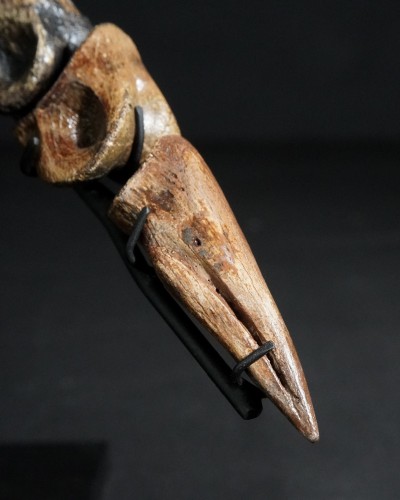 Ornithomimus – Museum-Quality Fossil - Cretaceous - Judith River FMT