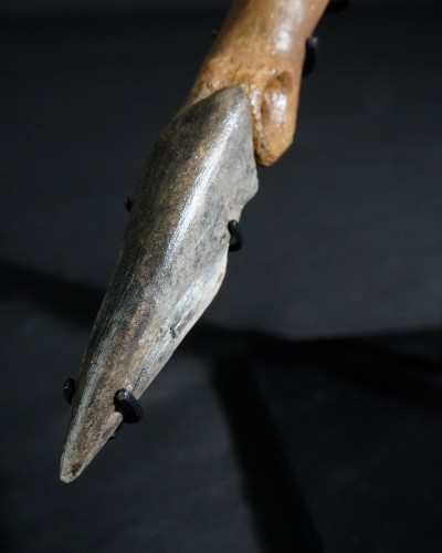 Ornithomimus – Museum-Quality Fossil - Cretaceous - Judith River FMT