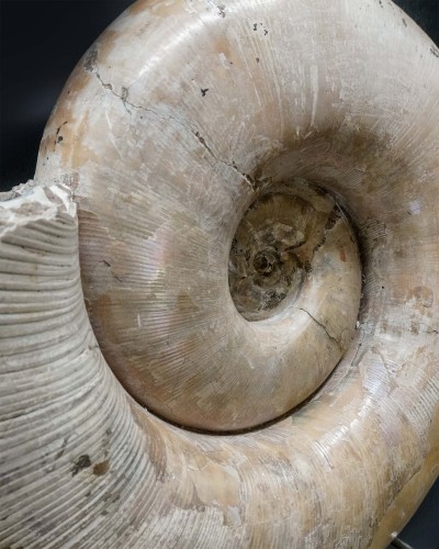 Lytoceras sp. - Cretaceo