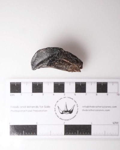 Triceratops - Cretacico - Lance Creek FMT