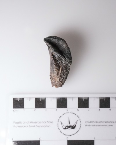 Triceratops - Cretacico - Lance Creek FMT