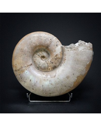 Lytoceras sp. - Cretaceo