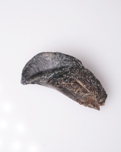 Triceratops - Cretacico - Lance Creek FMT