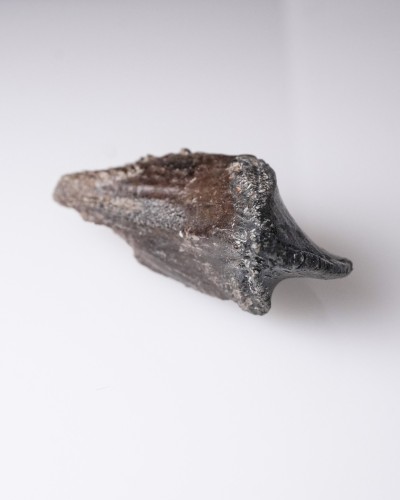 Triceratops - Cretacico - Lance Creek FMT