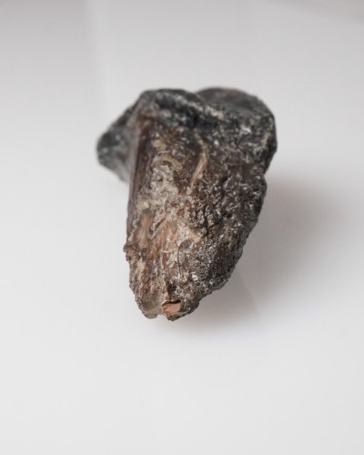 Triceratops - Cretacico - Lance Creek FMT