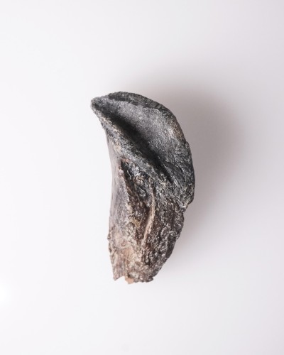 Dinosaur - Fossil tooth - Triceratops - Cretaceous - Lance Creek FMT
