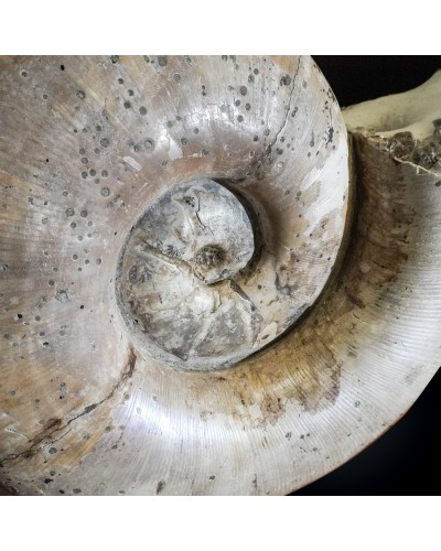 Lytoceras sp. - Cretaceo