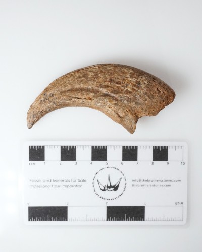 Dinosaur - Fossilised claw - Therizinosaurus