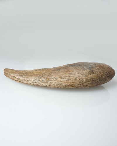 Dinosaur - Fossilised claw - Therizinosaurus