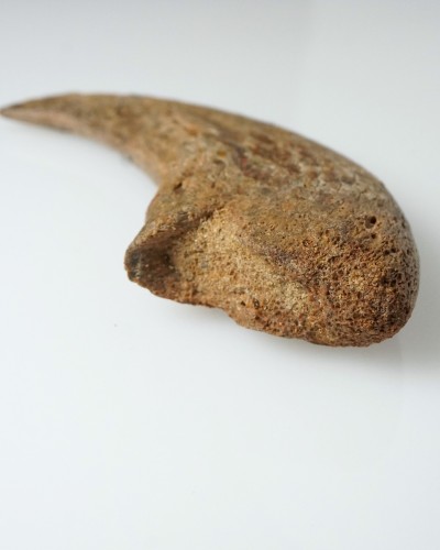 Dinosaur - Fossilised claw - Therizinosaurus