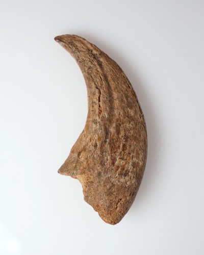 Dinosaur - Fossilised claw - Therizinosaurus