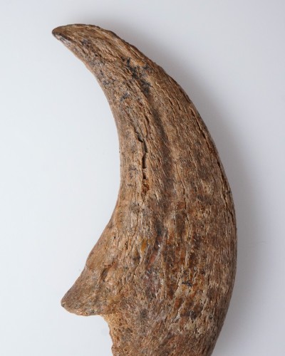Dinosaur - Fossilised claw - Therizinosaurus