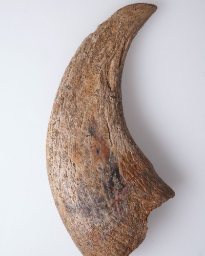 Dinosaur - Fossilised claw - Therizinosaurus