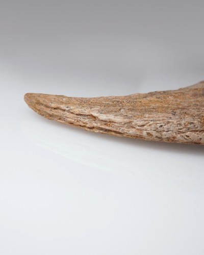 Dinosaur - Fossilised claw - Therizinosaurus