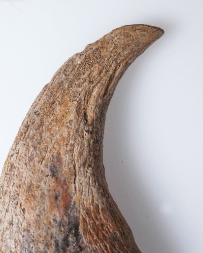 Dinosaur - Fossilised claw - Therizinosaurus